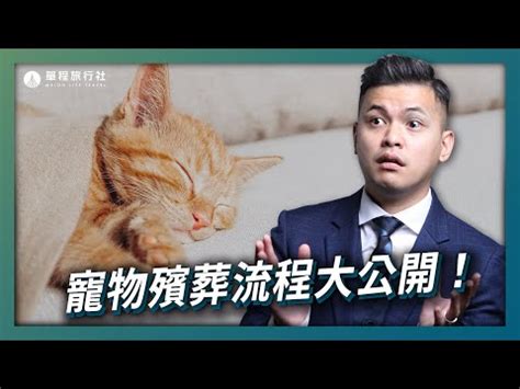 小動物死掉怎麼處理|寵物死亡：悲傷情緒及後續處理 – 寵物百科